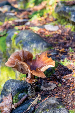 Local fungi spotted along the Bruce Trail.